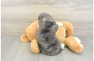 Mini Goldendoodle Puppy for Adoption