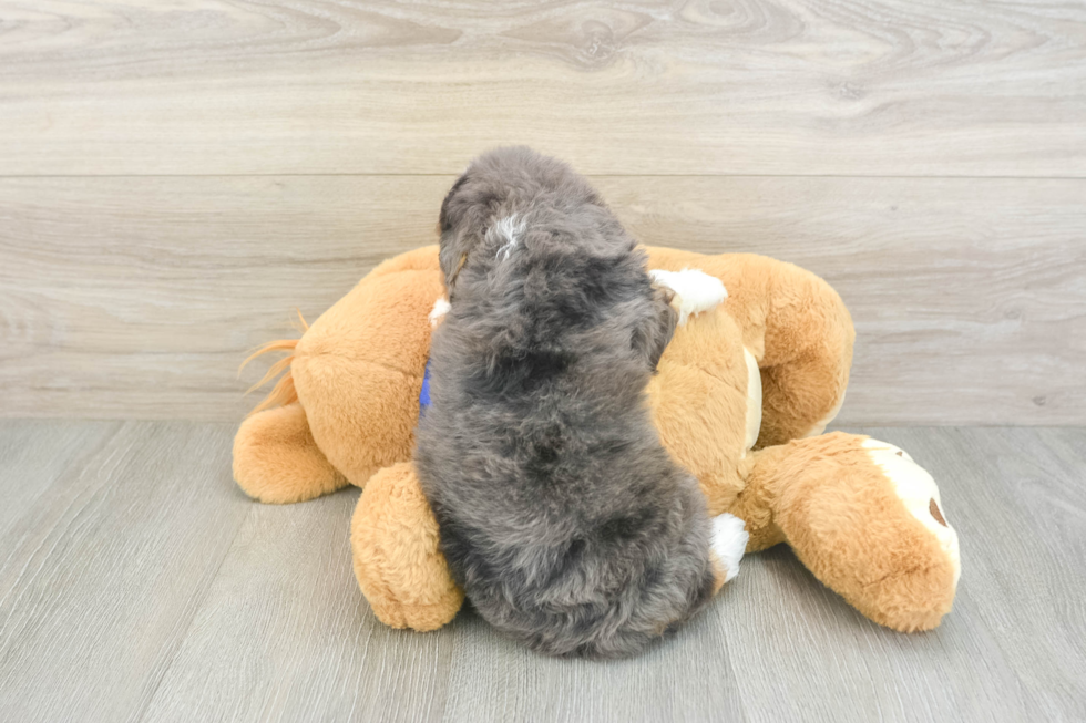 Mini Goldendoodle Puppy for Adoption
