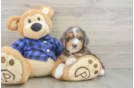 Mini Goldendoodle Puppy for Adoption