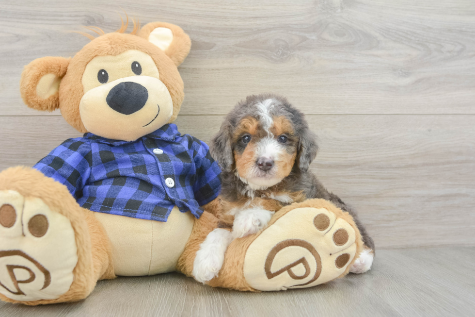 Mini Goldendoodle Puppy for Adoption