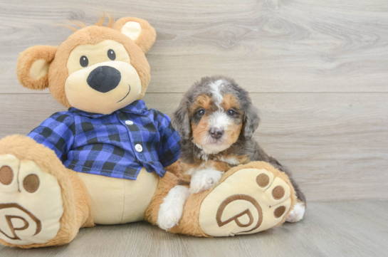 Mini Goldendoodle Puppy for Adoption