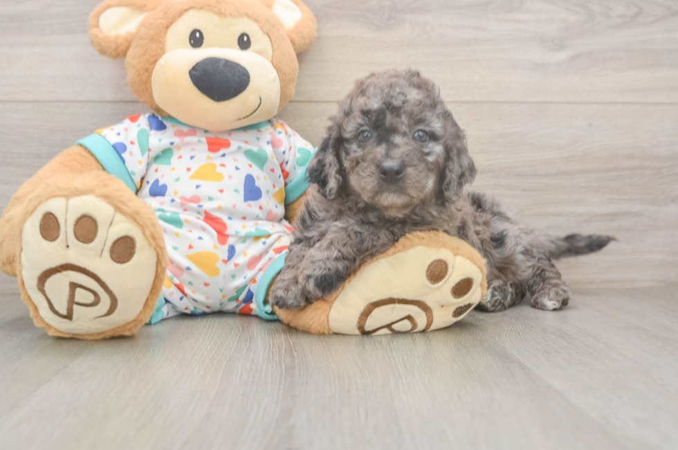 5 week old Mini Goldendoodle Puppy For Sale - Premier Pups