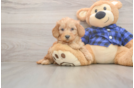 Mini Goldendoodle Pup Being Cute