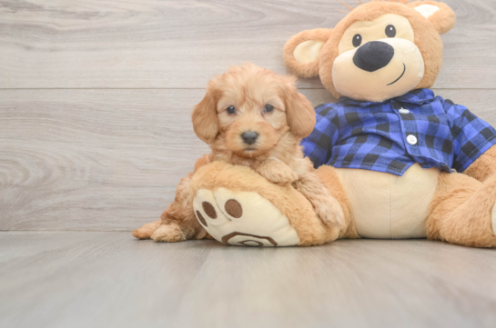 Mini Goldendoodle Pup Being Cute