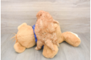 Best Mini Goldendoodle Baby