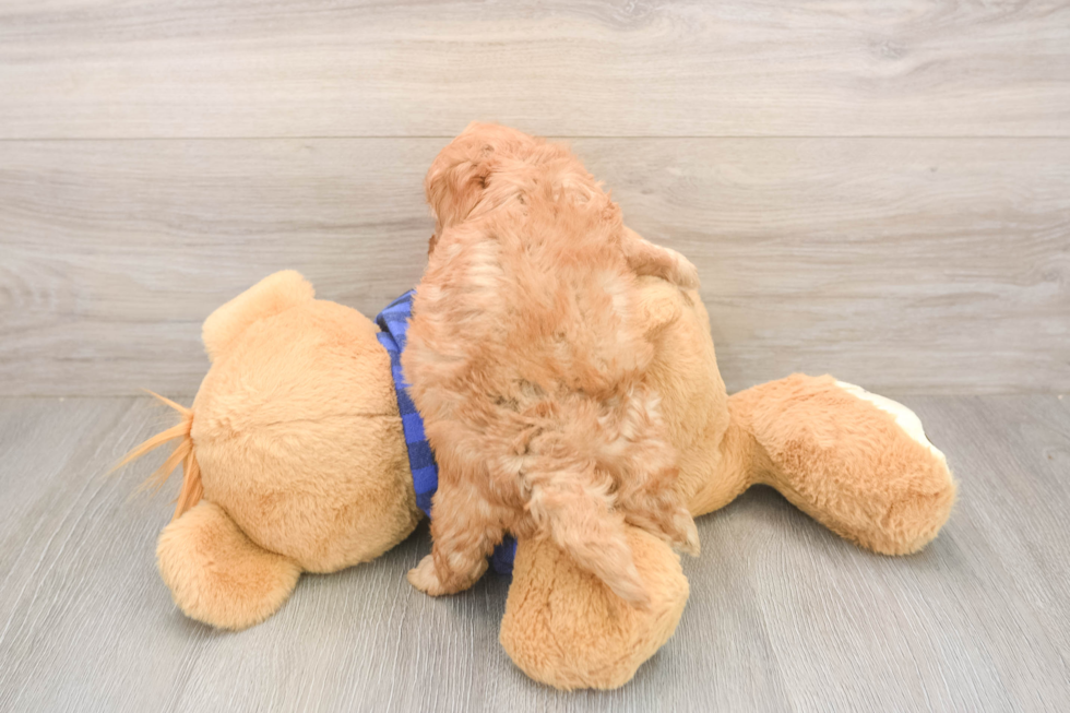 Best Mini Goldendoodle Baby