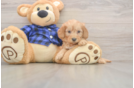 Mini Goldendoodle Pup Being Cute