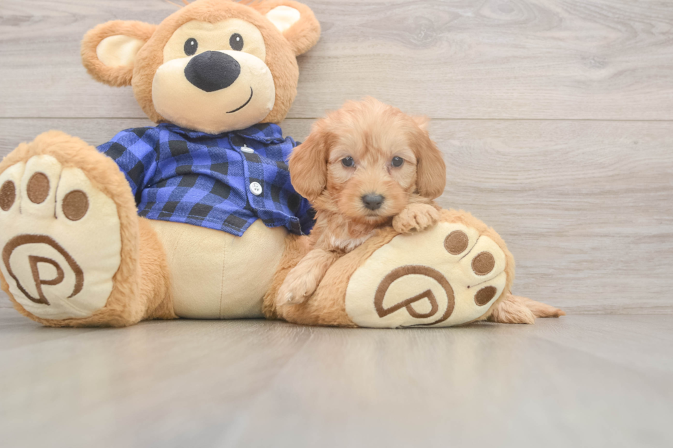 Mini Goldendoodle Pup Being Cute