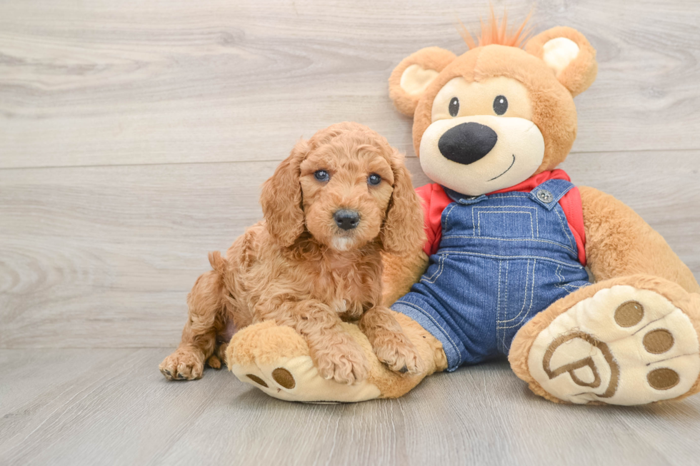 Mini Goldendoodle Puppy for Adoption