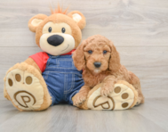 7 week old Mini Goldendoodle Puppy For Sale - Premier Pups