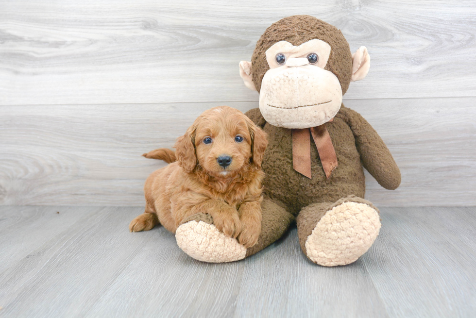 Best Mini Goldendoodle Baby