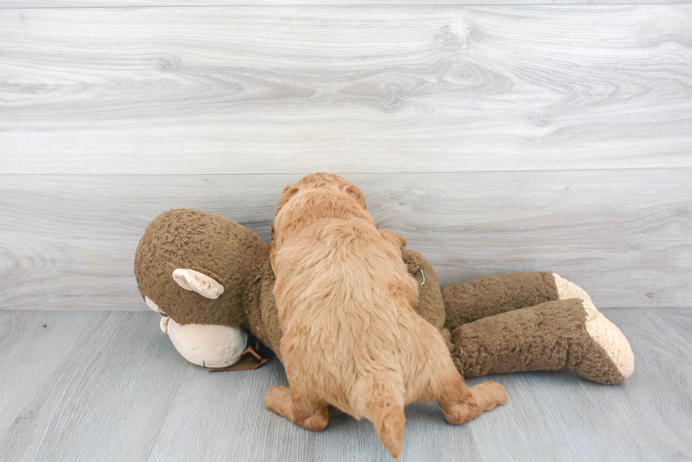 Mini Goldendoodle Pup Being Cute