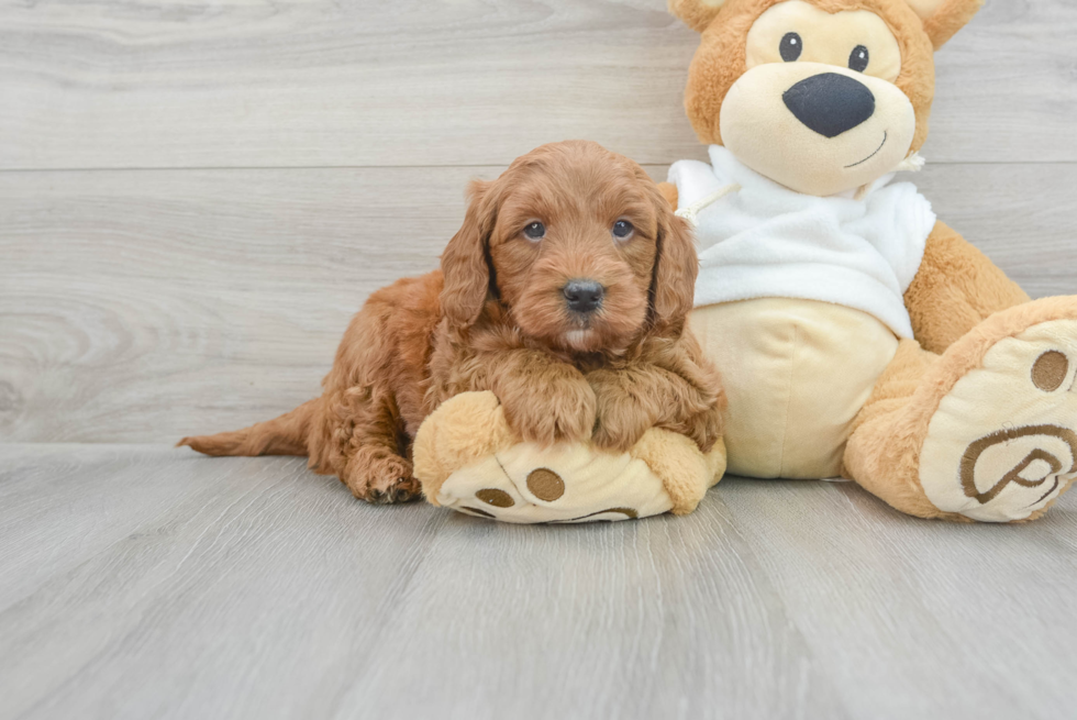 Mini Goldendoodle Pup Being Cute