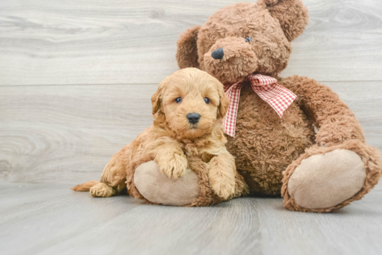 Fluffy Mini Goldendoodle Poodle Mix Pup