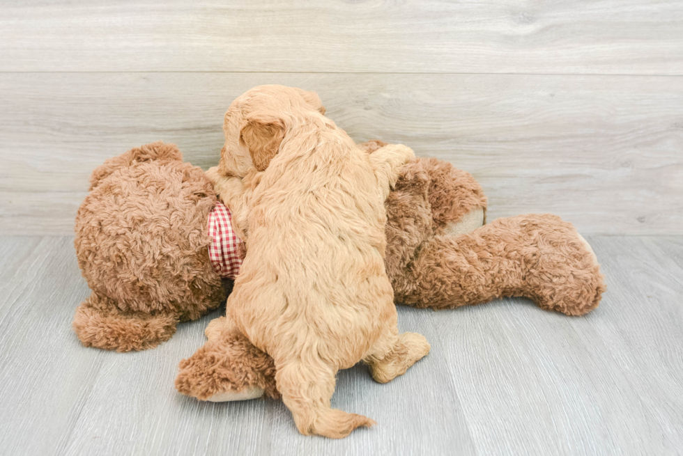 Friendly Mini Goldendoodle Baby