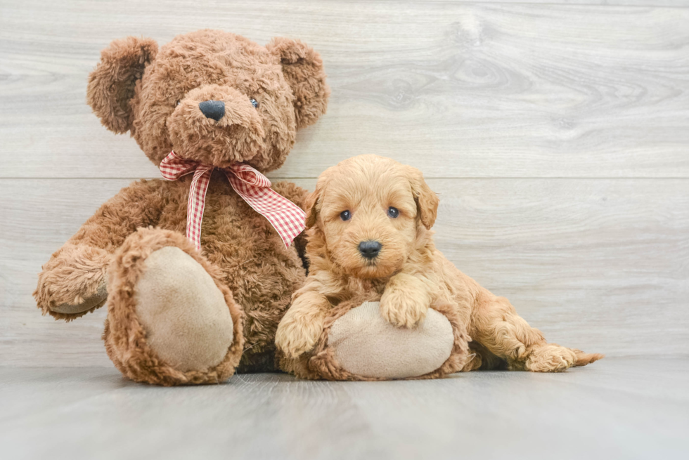 Best Mini Goldendoodle Baby