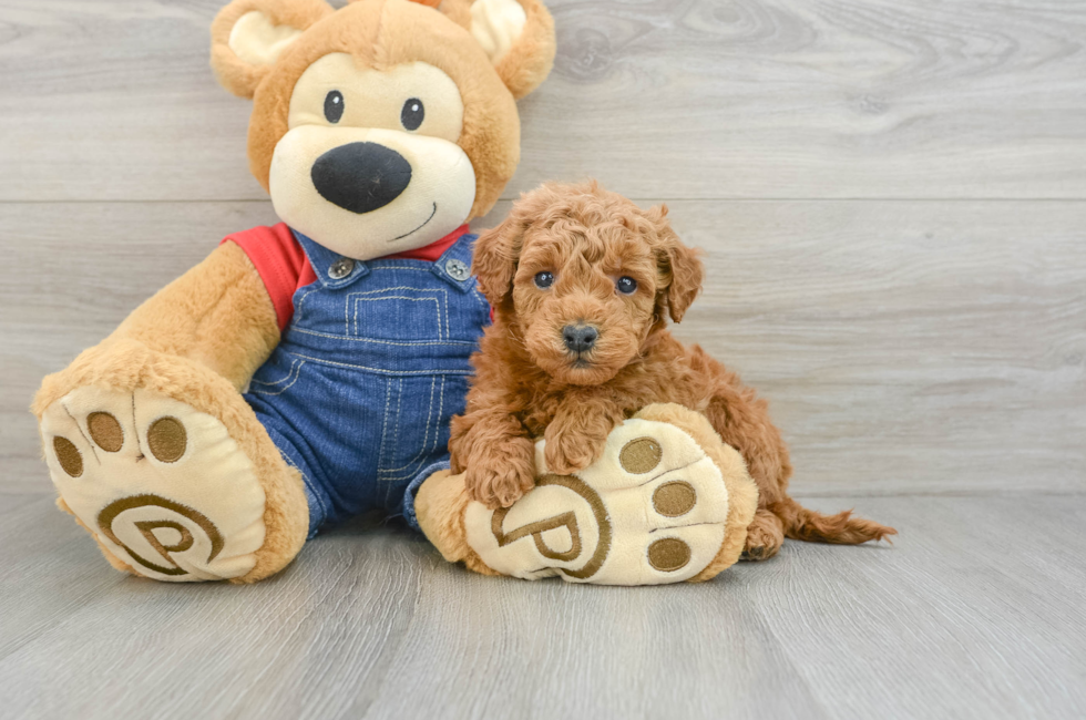 6 week old Mini Goldendoodle Puppy For Sale - Premier Pups