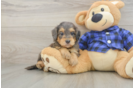 Mini Goldendoodle Pup Being Cute