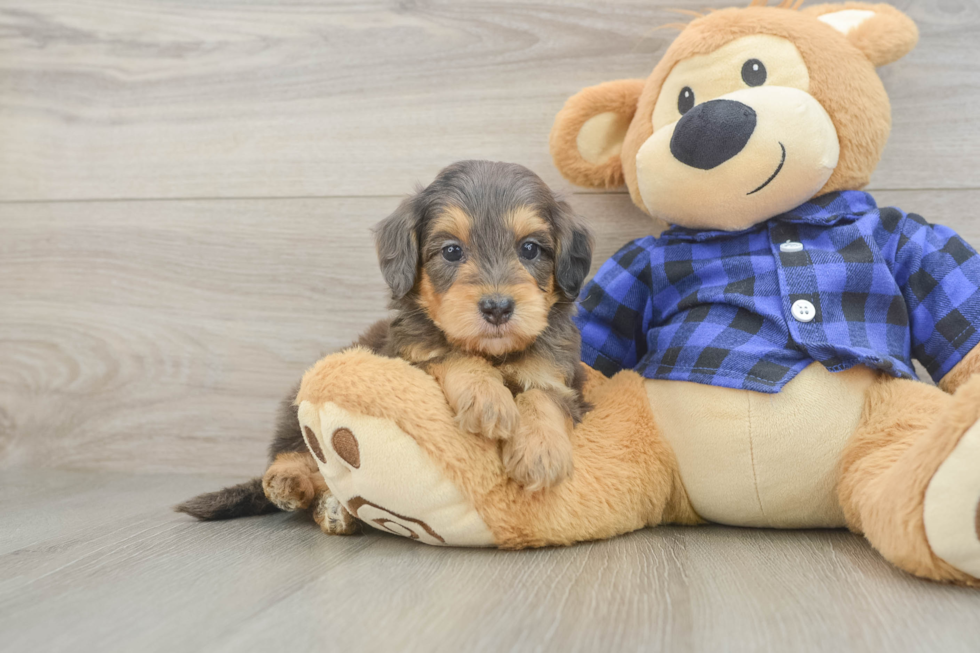 Mini Goldendoodle Pup Being Cute