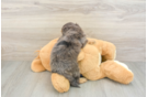 Mini Goldendoodle Pup Being Cute