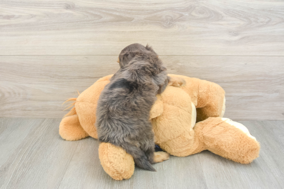 Mini Goldendoodle Pup Being Cute