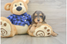 Hypoallergenic Mini Goldiepoo Poodle Mix Puppy