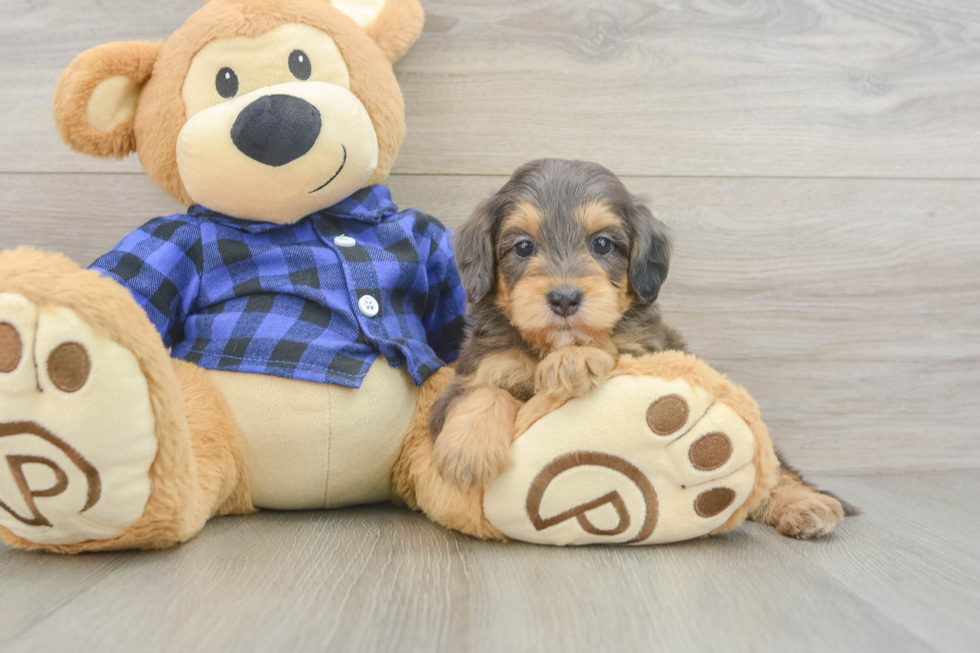 Hypoallergenic Mini Goldiepoo Poodle Mix Puppy