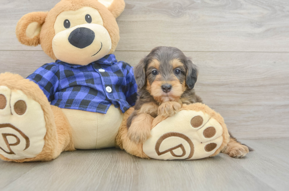 5 week old Mini Goldendoodle Puppy For Sale - Premier Pups
