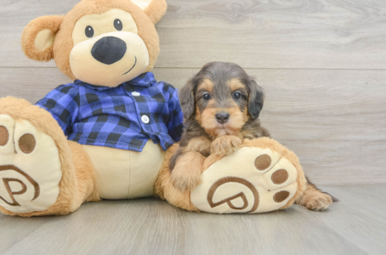 Hypoallergenic Mini Goldiepoo Poodle Mix Puppy