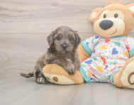 8 week old Mini Goldendoodle Puppy For Sale - Premier Pups