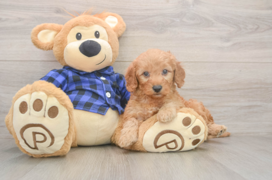 Popular Mini Goldendoodle Poodle Mix Pup