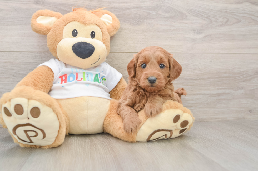 5 week old Mini Goldendoodle Puppy For Sale - Premier Pups