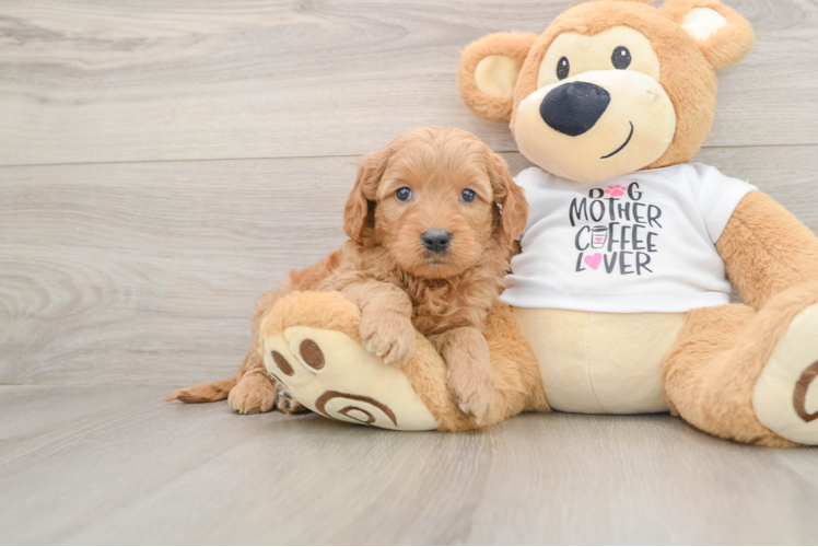 Best Mini Goldendoodle Baby