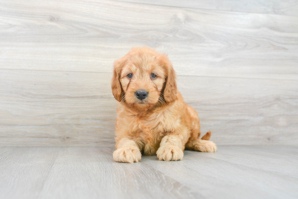 Best Mini Goldendoodle Baby