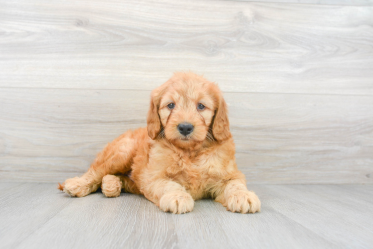 Mini Goldendoodle Pup Being Cute