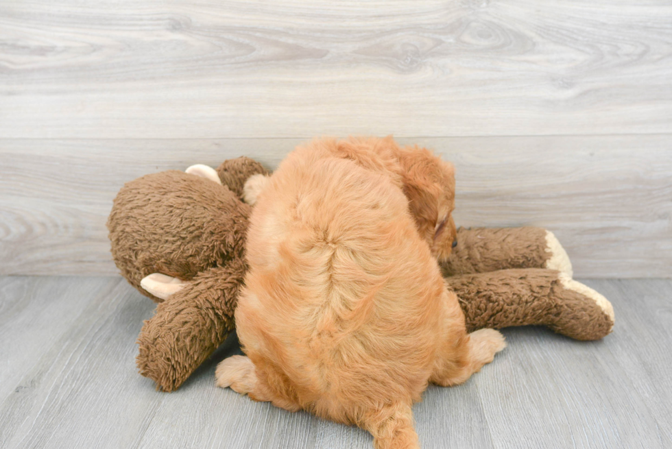 Mini Goldendoodle Pup Being Cute