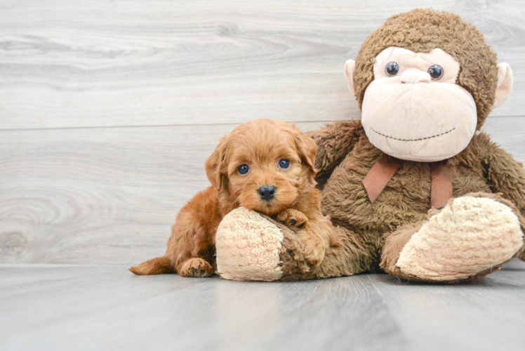 Energetic Golden Retriever Poodle Mix Puppy