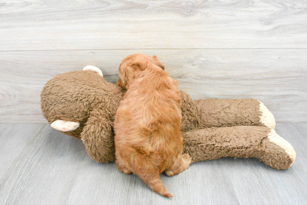 Sweet Mini Goldendoodle Baby