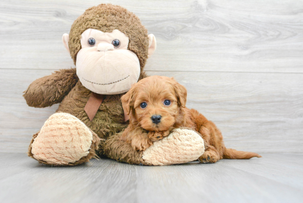 Energetic Golden Retriever Poodle Mix Puppy