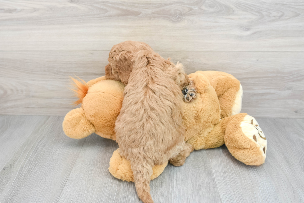 Mini Goldendoodle Pup Being Cute