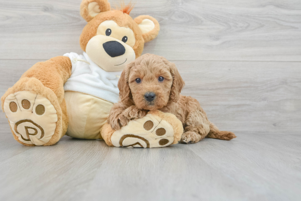 Friendly Mini Goldendoodle Baby