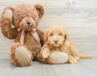 7 week old Mini Goldendoodle Puppy For Sale - Premier Pups