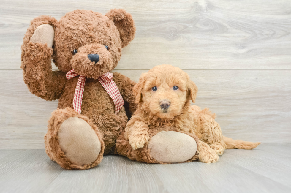 5 week old Mini Goldendoodle Puppy For Sale - Premier Pups