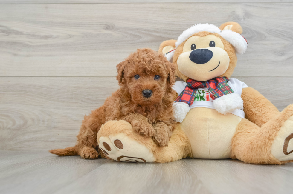 5 week old Mini Goldendoodle Puppy For Sale - Premier Pups