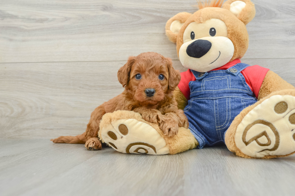 5 week old Mini Goldendoodle Puppy For Sale - Premier Pups