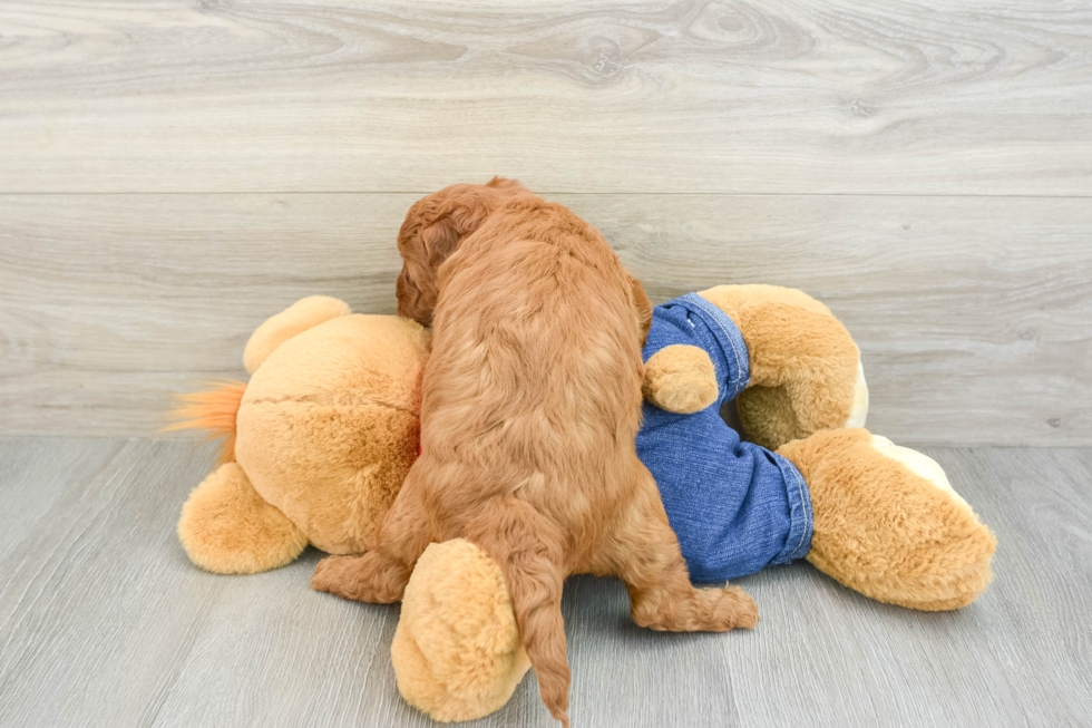 Playful Mini Groodle Poodle Mix Puppy