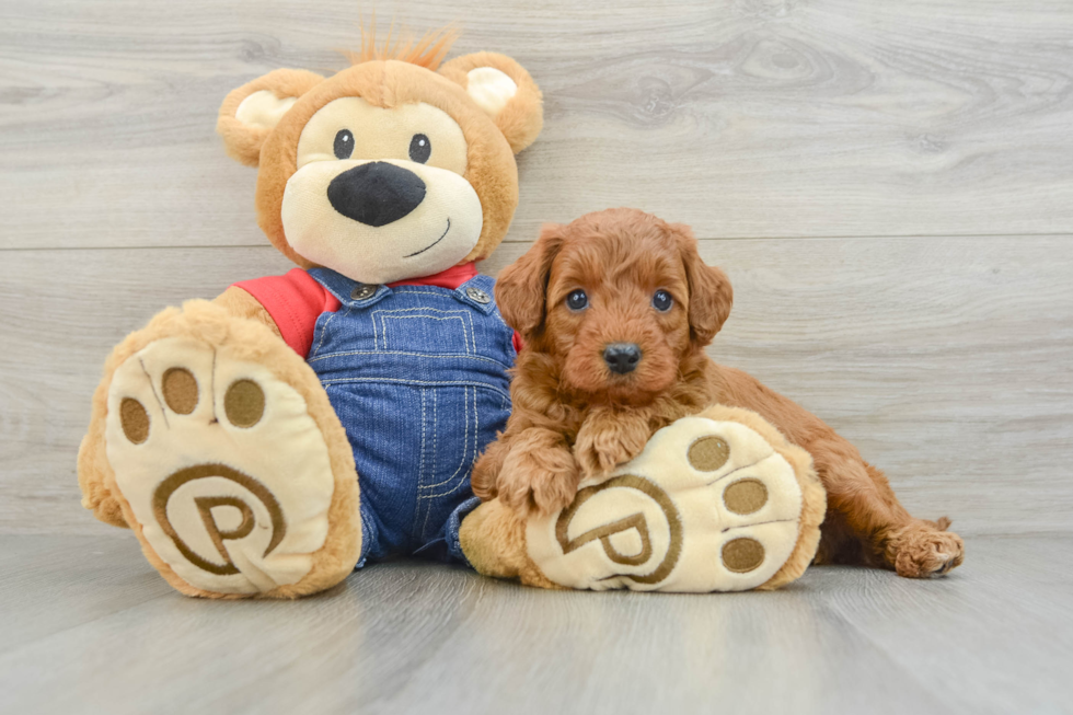 Mini Goldendoodle Pup Being Cute