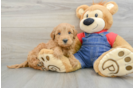 Best Mini Goldendoodle Baby