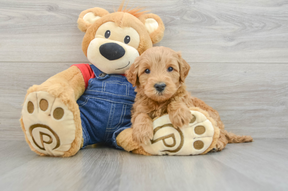 6 week old Mini Goldendoodle Puppy For Sale - Premier Pups