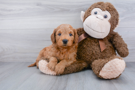 Best Mini Goldendoodle Baby